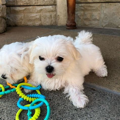 Malteses for adoption - Adopt a Maltese near you in Illinois. Below are our newest added Maltese available for adoption in Illinois. To see more adoptable Maltese in Illinois, use the search tool below to enter specific criteria! Maltese Puppy. Maltese. Female, Puppy. Homer Glen, IL. Rex. Maltese/Poodle (Miniature) 